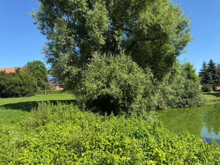 Ansicht Teich